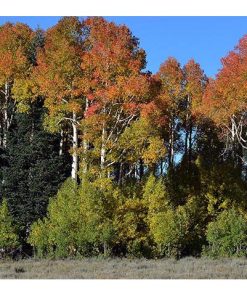 Aspen, Quaking