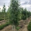 Aspen, Quaking Clump