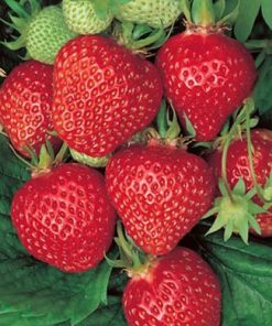 Strawberry, Quinault Everbearing