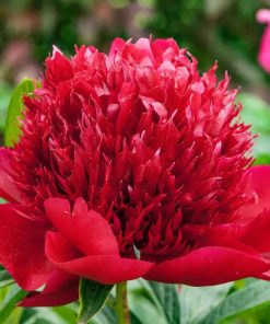 Peony, Red Charm