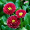English Daisy, Red