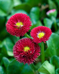 English Daisy, Red