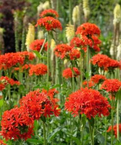 Maltese Cross (Red)