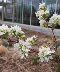 Serviceberry/Juneberry, Regent
