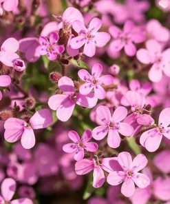Soapwort, Rock