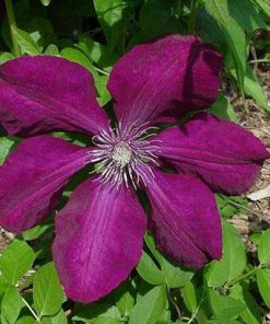 Clematis, Rouge Cardinal (Red)