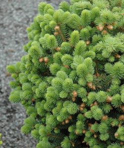 Spruce, Roundabout Dwarf Colorado