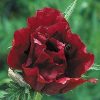 Poppy Oriental, Royal Chocolate Distinction