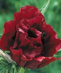 Poppy Oriental, Royal Chocolate Distinction