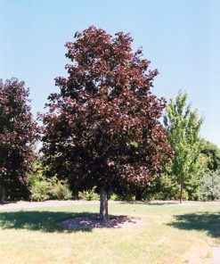 Maple, Royal Red Norway
