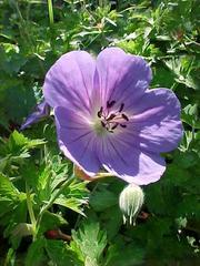 Cranesbill, Rozanne (Deep Violet Blue  18-24"x30") Zone 5