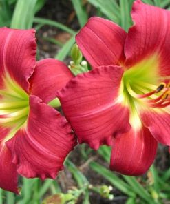 Daylily, Ruby Stella (dark wine w/ yellow throat)