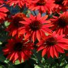 Coneflower, Sangrita (18-20", Red-Orange)