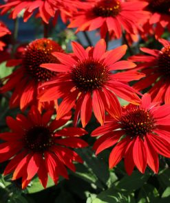 Coneflower, Sangrita (18-20", Red-Orange)