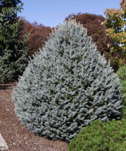 Spruce, Scottie Colorado