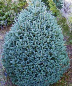 Spruce, Scottie Colorado