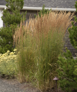 Grass, Karl Foerster Feather Reed Grass