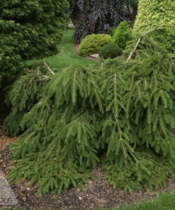 Spruce, Formanek Prostrate Norway