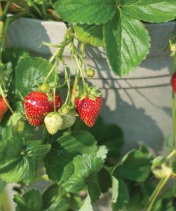 Strawberry, Seascape Everybearing