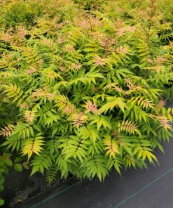 Spirea, Sem False Ash-Leaf
