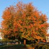 Box Elder, Sensation