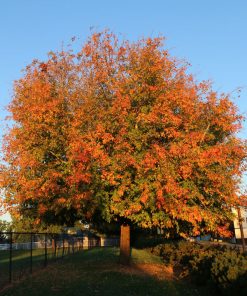 Box Elder, Sensation