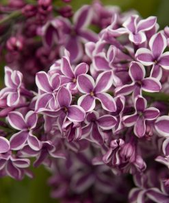 Lilac, Sensation (Purple w/White Border)