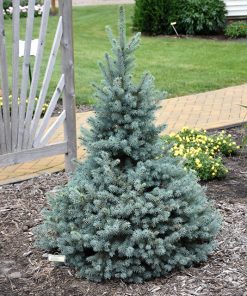 Spruce, Sester's Dwarf Colorado