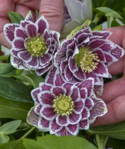 Lenten Rose, Shotgun Wedding (Double white/heavily spotted burgandy)