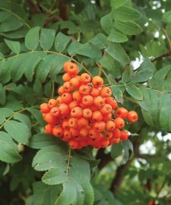 Mountain Ash, Showy