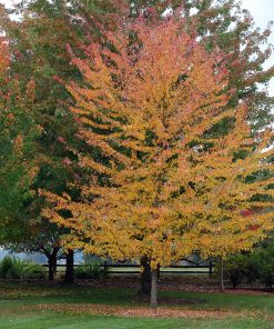 Maple, Sienna Glen
