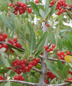 Buffalo Berry