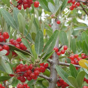 Buffalo Berry