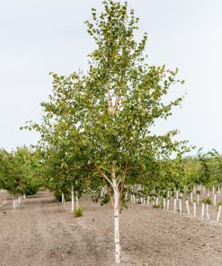 Birch, Paper (Single Stem)