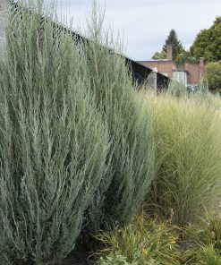 Juniper, Skyrocket