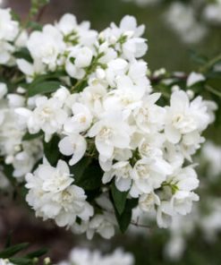 Mockorange, Snow White