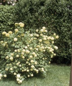 Snowball Bush
