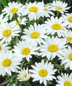 Shasta Daisy, Snowcap (Dwarf 6-12" Single)