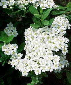Spirea, Snowmound