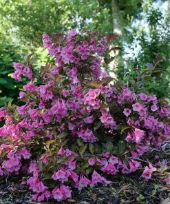 Weigelia, Sonic Bloom Wine