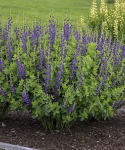 False Indigo, Sparkling Sapphires  (Decadence Series) 36"