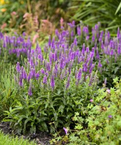 Spike Speedwell Purple Illusion