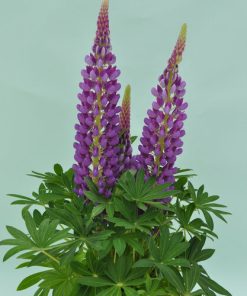 Lupine, Staircase Blue