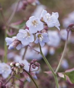 Jacob's Ladder, Stairway to Heaven-Variegated Green & White
