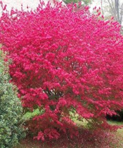 Burning Bush (Standard)