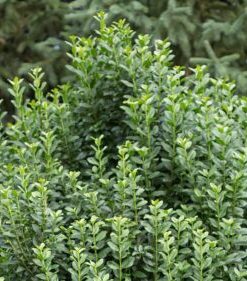 Privet, Straight Talk