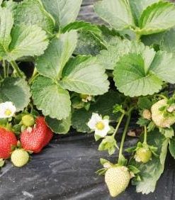Strawberry, Honeoye Junebearing