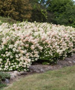 Hydrangea, Strawberry Sundae