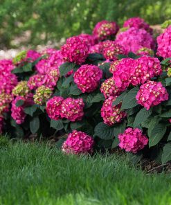 Hydrangea, Summer Crush