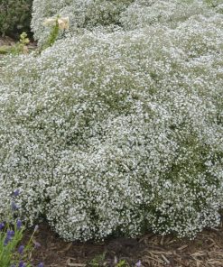 Baby's Breath, Summer Sparkles